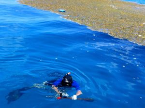 spearfishing ashley hoyt